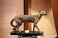 VBS_0921 - Riapre il Museo di Scienze Naturali dopo dieci anni di chiusura